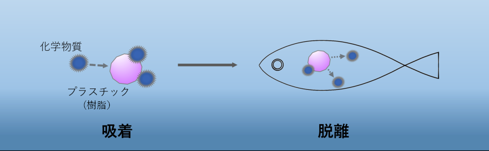 図1　海洋環境におけるプラスチックへの化学物質吸着と生体内脱離のイメージ