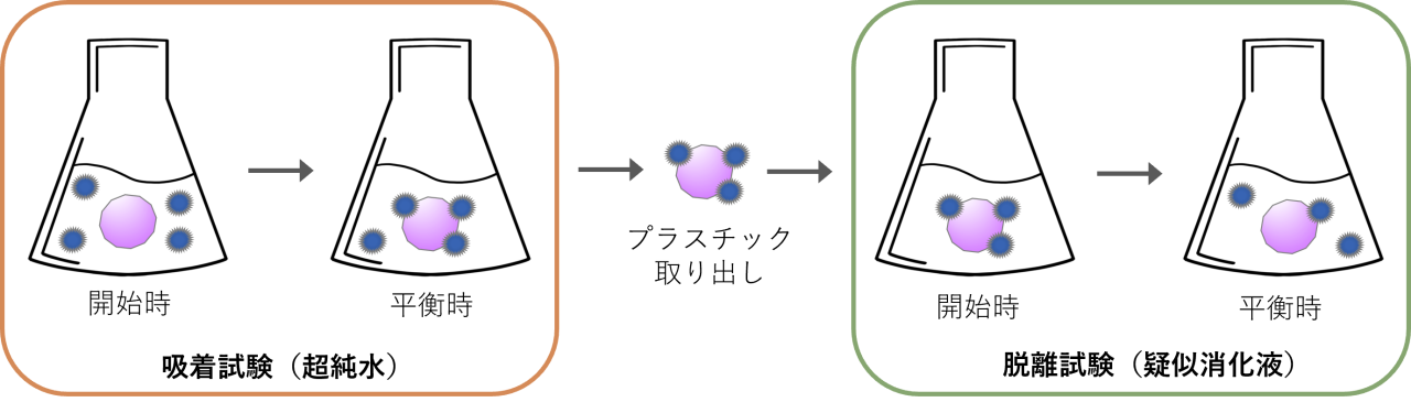 図2　超純水による吸着試験と疑似消化液による脱離試験のイメージ