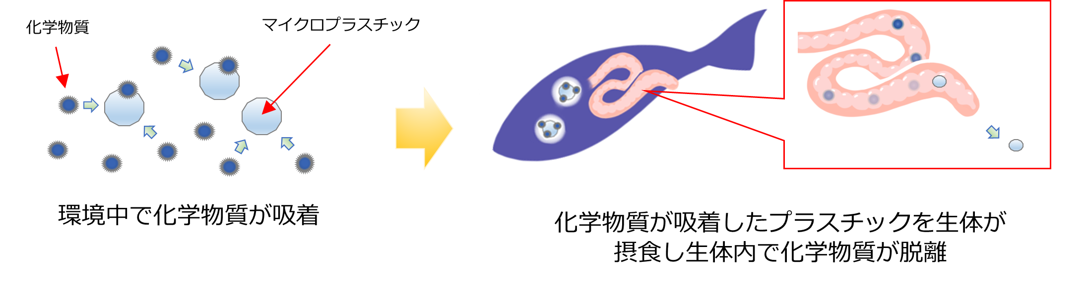 化学物質の運び屋としての機能