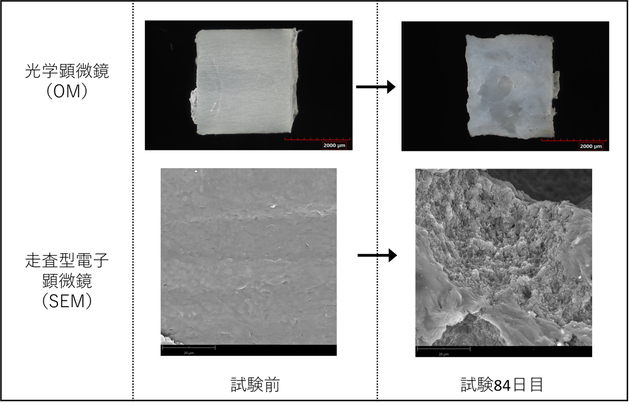 生分解性ペレットの海水での分解試験前後の観察例