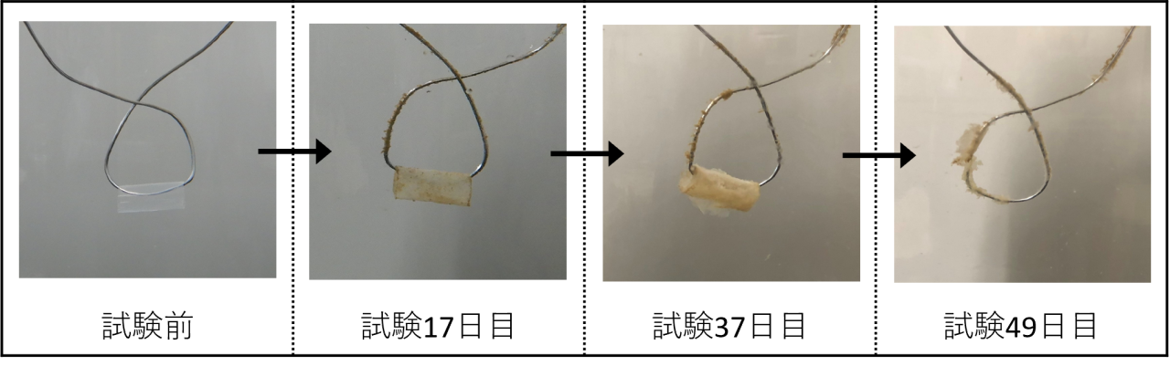生分解性ストローの海水での分解試験における崩壊の様子