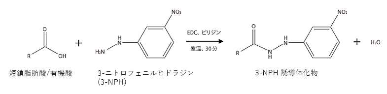 3-ニトロフェニルヒドラジンによる誘導体化