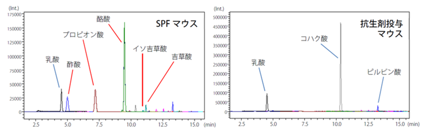 SPFマウスと抗生剤投与マウス糞便試料における短鎖脂肪酸および有機酸（3-NPH誘導体化物）のMRMクロマトグラム　提供（株）島津製作所