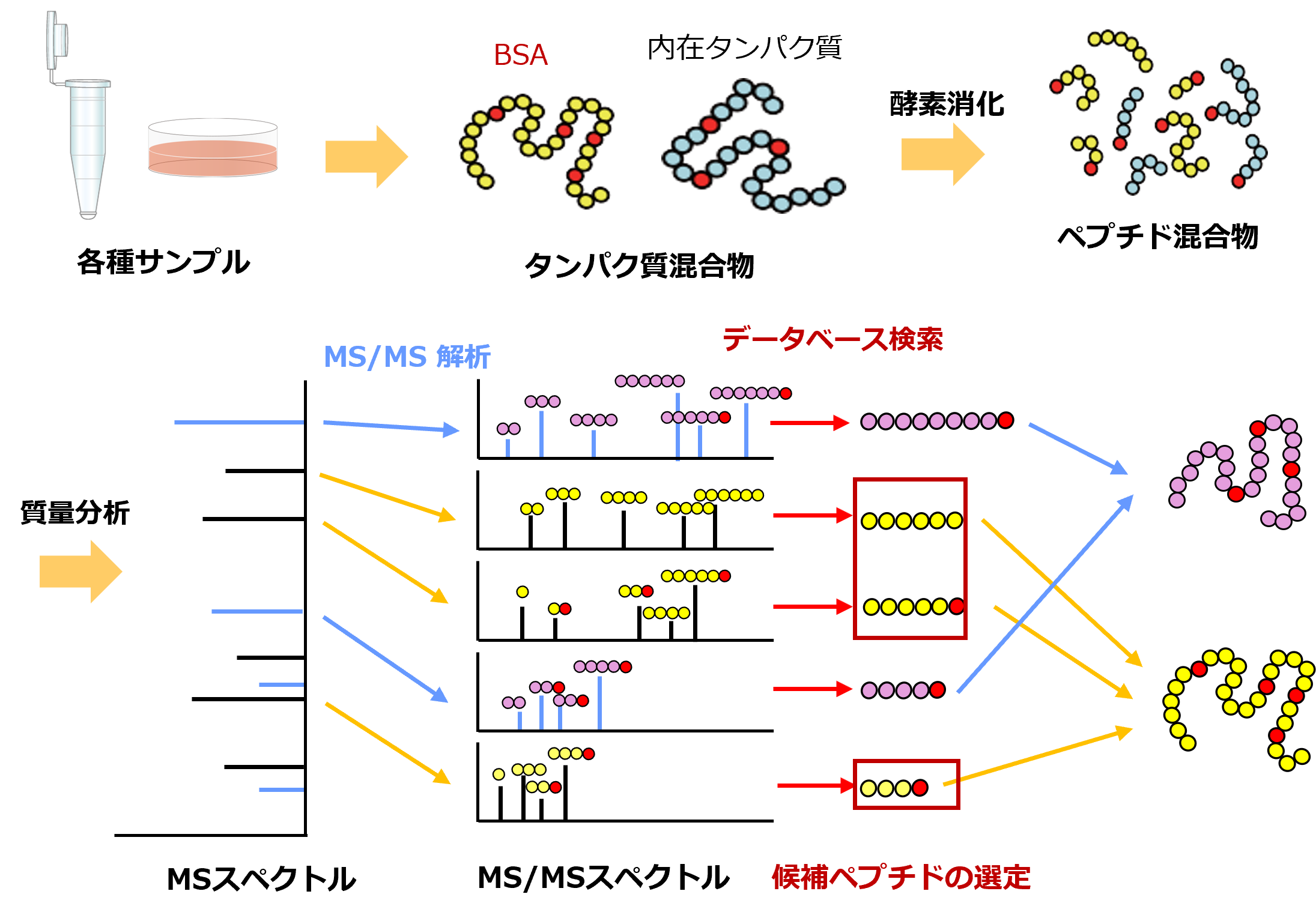 タンパク質残留量測定