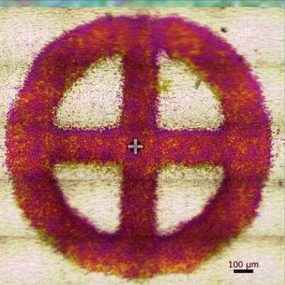 図1　顕微鏡画像