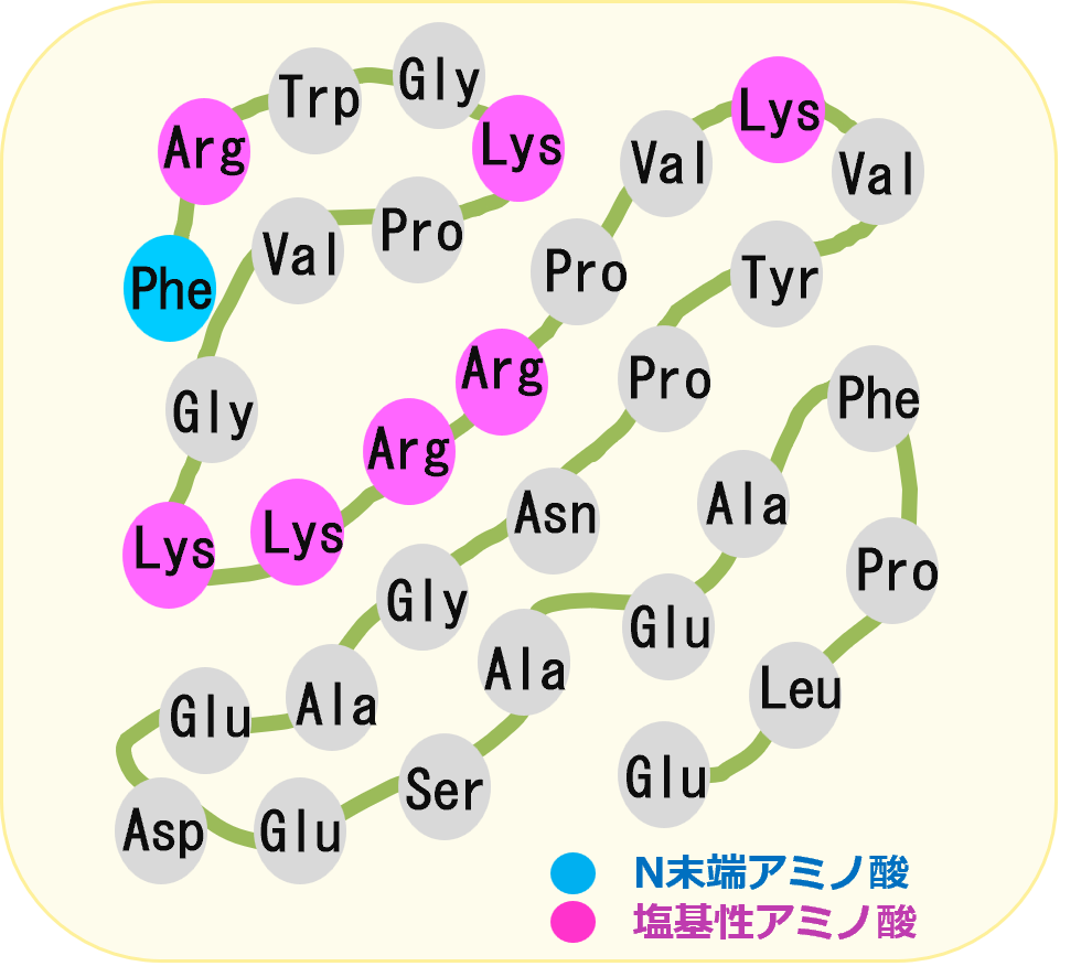 図3 副腎皮質刺激ホルモン Frag7～38の構造