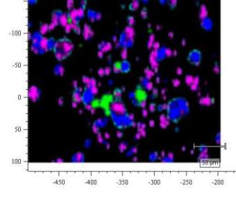 図1　スプレー剤の主な4成分の重ね描きRaman　Imaging （含有成分：ピンク、青、緑、水色）