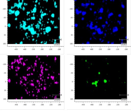 図2　スプレー剤成分毎のRaman Imaging